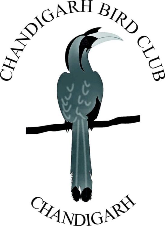 https://www.chandigarhbirdclub.com/wp-content/uploads/2021/02/Chandigarh-Bird-Club-Logo-e1613821658315.jpeg