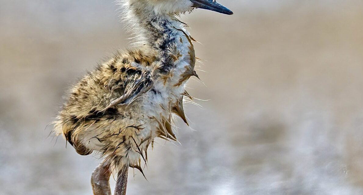 Volume 10 Issue 1 July to September 2025