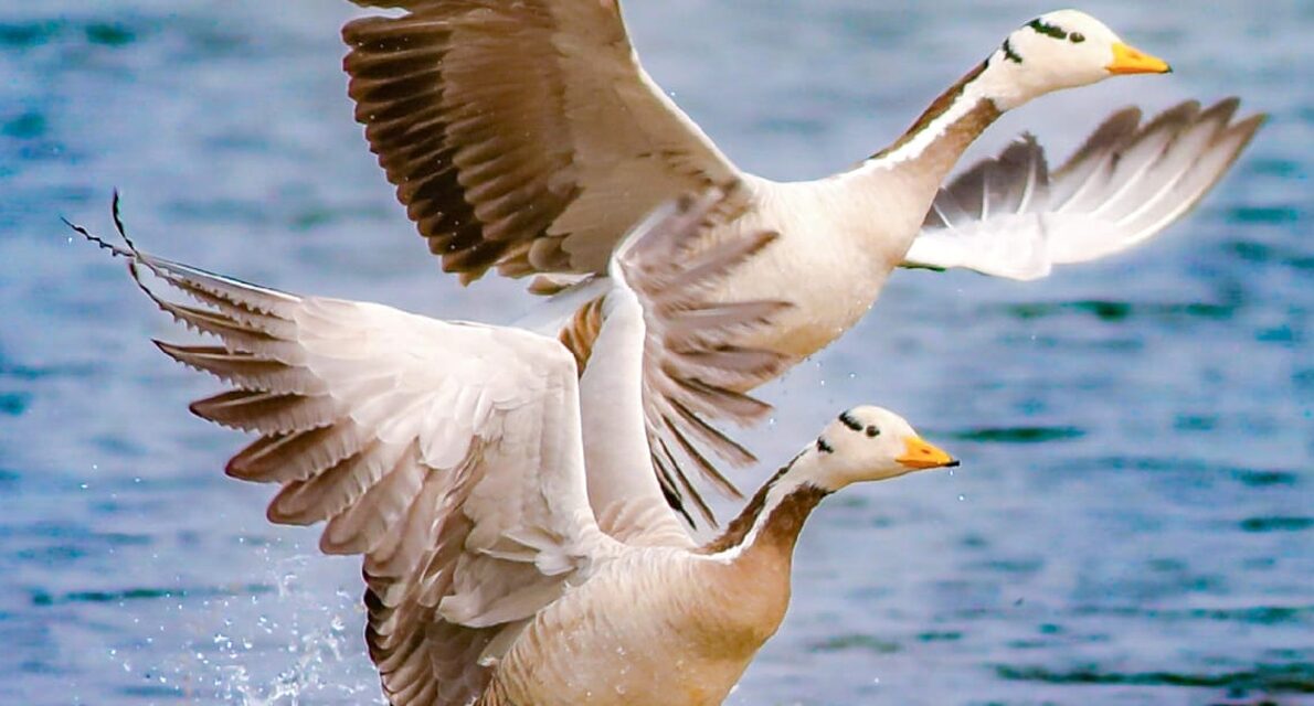 Volume 10 Issue 2 October to December 2025